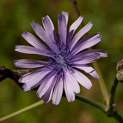 Lactuca perennis — flower