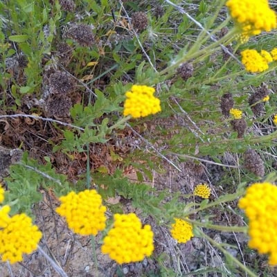 Achillea ageratum — flower