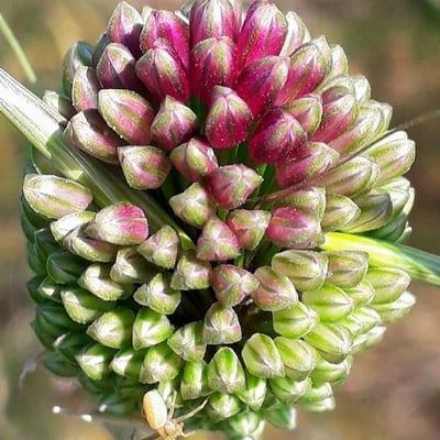 Allium sphaerocephalon — flower