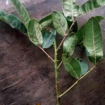 Zanthoxylum zanthoxyloides — leaf