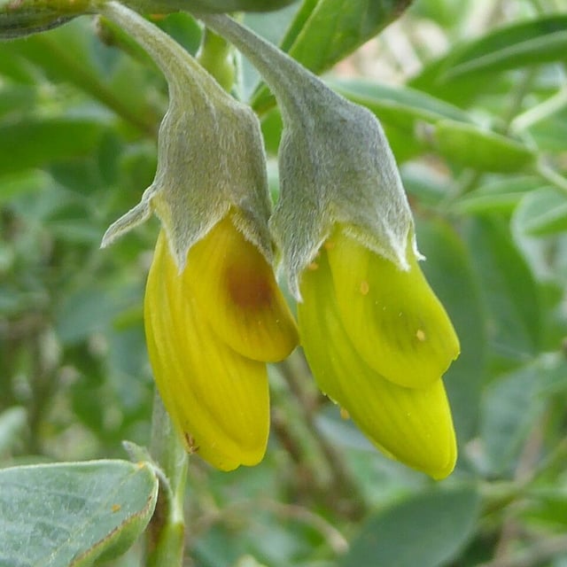 Anagyris foetida — flower