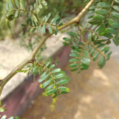 Vachellia seyal — leaf