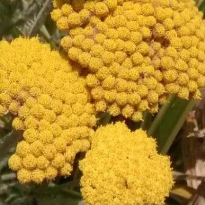 Achillea filipendulina — flower