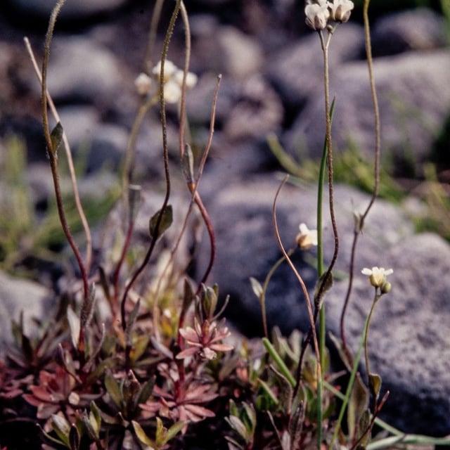 Draba glabella — flower
