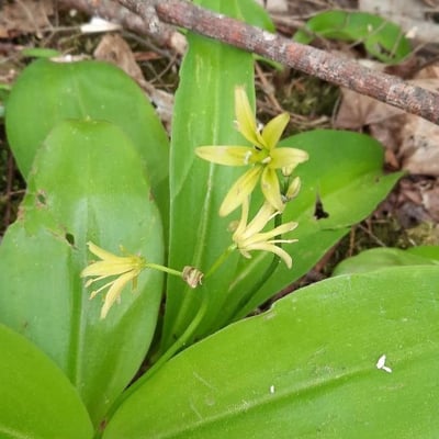 Clintonia borealis — flower