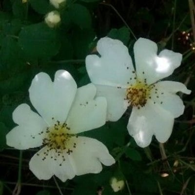 Rosa arvensis — flower