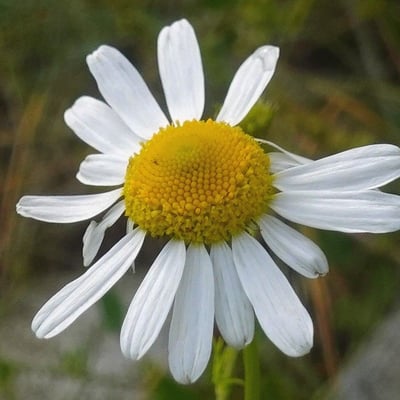 Tripleurospermum maritimum — flower