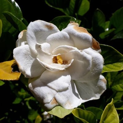 Gardenia jasminoides — flower