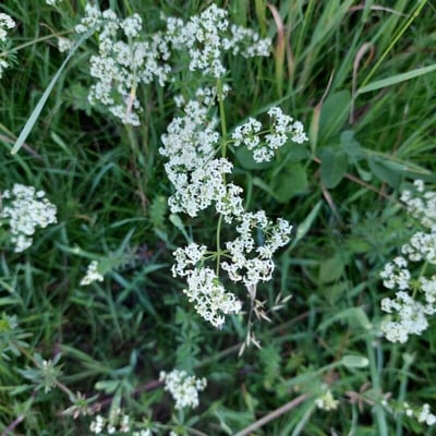 Galium uliginosum — flower