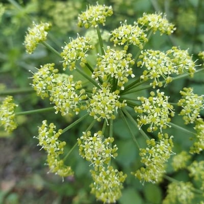 Smyrnium olusatrum — flower