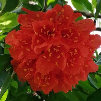 Brownea grandiceps — flower