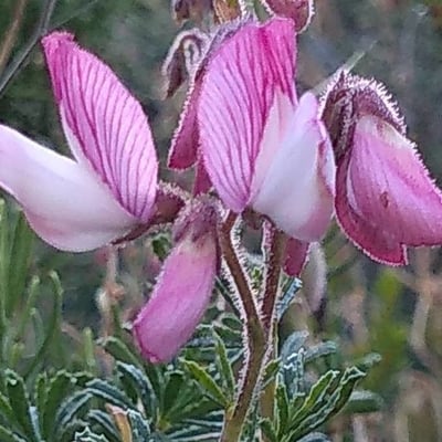 Ononis fruticosa — flower