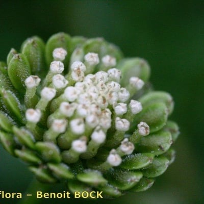Cotula australis — flower