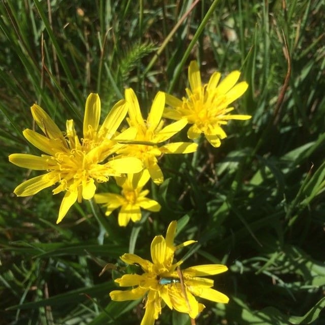 Scorzonera humilis — flower
