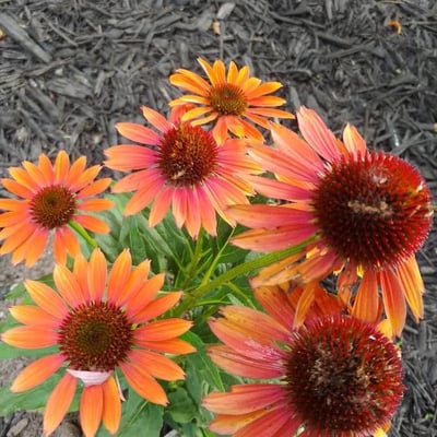 Echinacea purpurea — flower