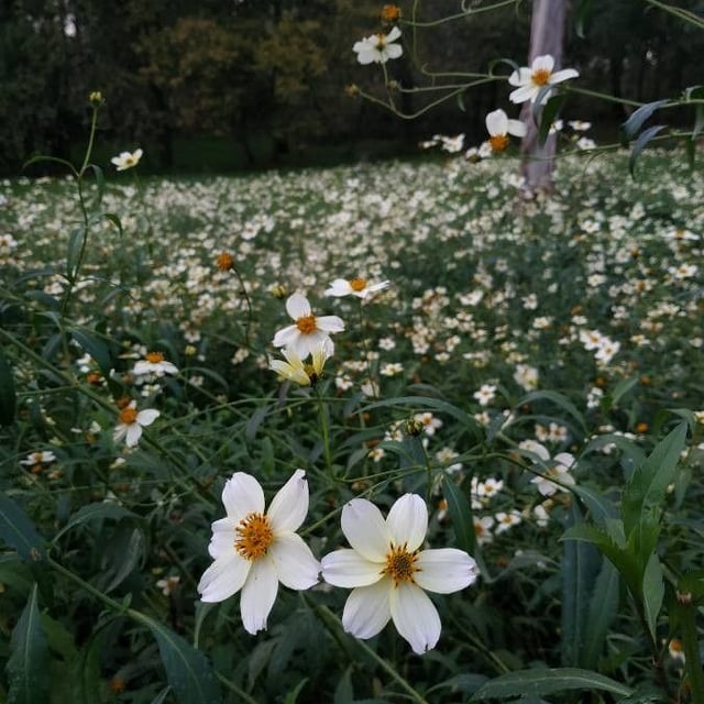 Bidens aurea — flower