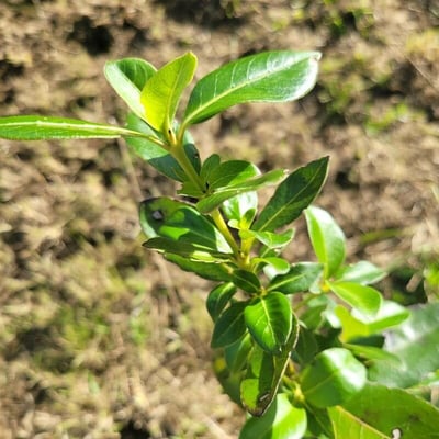 Coprosma robusta — leaf