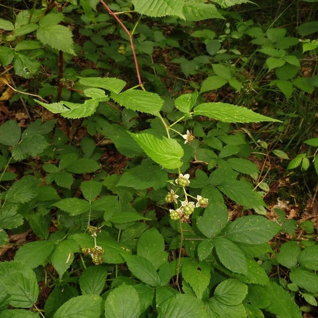 Rubus nessensis — flower