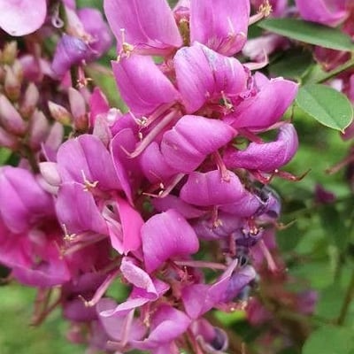 Indigofera tinctoria — flower