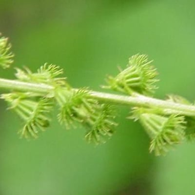 Agrimonia pilosa — flower