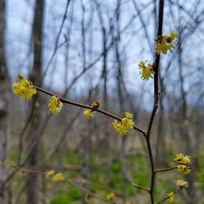 Lindera benzoin — flower