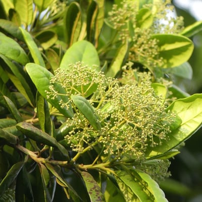 Pimenta dioica — flower