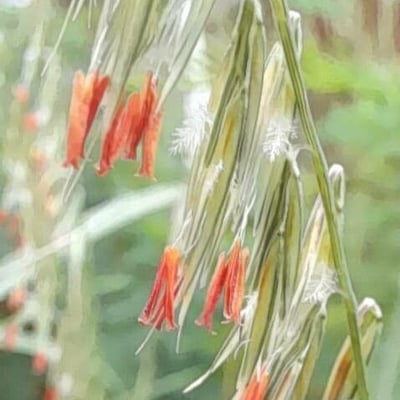 Bouteloua curtipendula — flower
