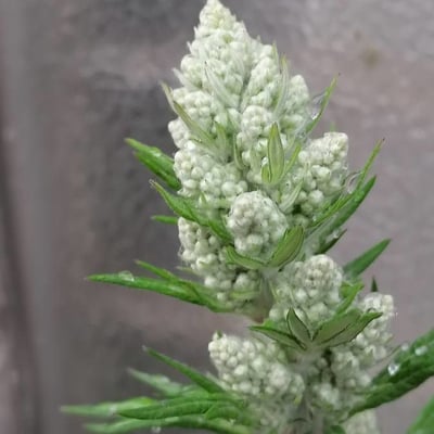 Artemisia ludoviciana — flower