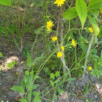 Hieracium lachenalii — flower