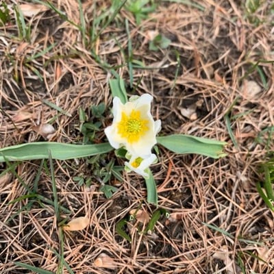 Ranunculus kuepferi — flower