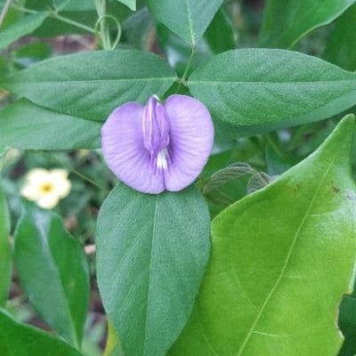 Centrosema virginianum — flower