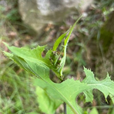 Lactuca floridana — flower