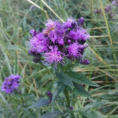 Serratula tinctoria — flower