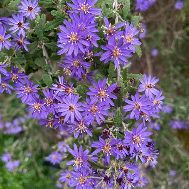 Olearia phlogopappa — flower