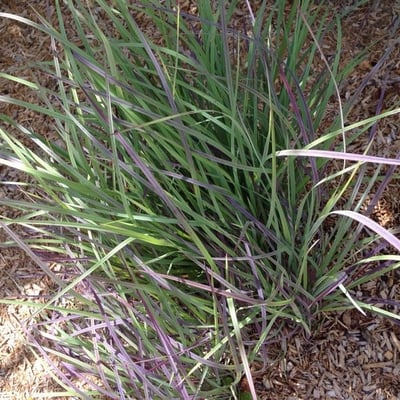 Schizachyrium scoparium — leaf
