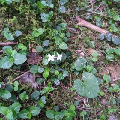 Mitchella repens — flower