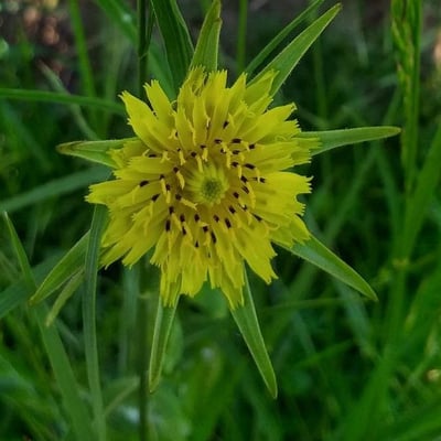 Tragopogon pratensis — flower