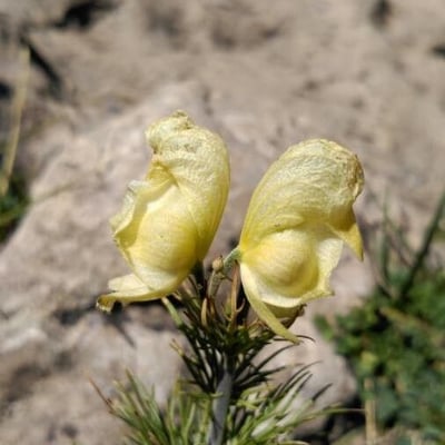 Aconitum anthora — flower