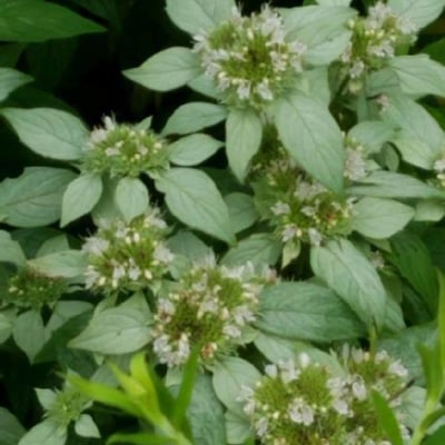 Pycnanthemum incanum — flower