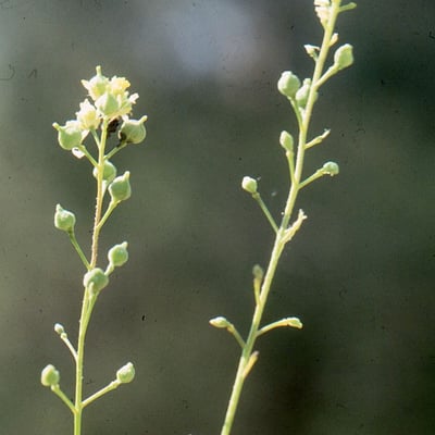 Neslia paniculata — flower
