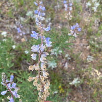 Lupinus argenteus — flower