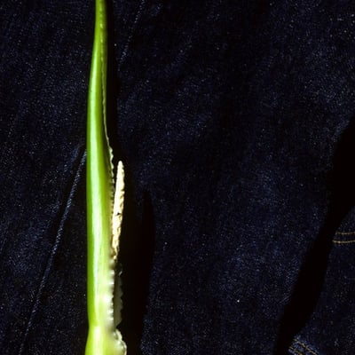 Peltandra virginica — flower
