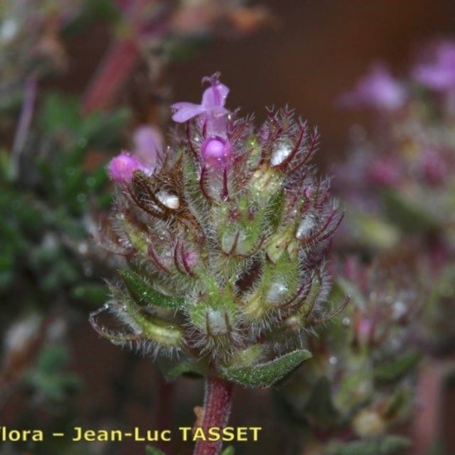 Thymus hyemalis — flower