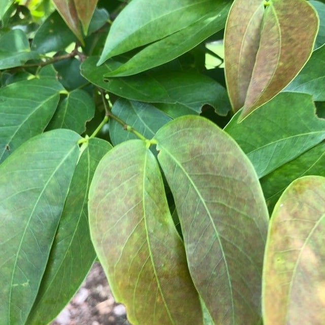 Hymenaea courbaril — leaf