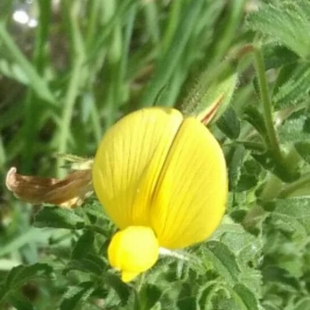 Ononis natrix — flower