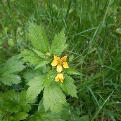 Geum macrophyllum — flower