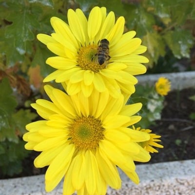 Arctotheca calendula — flower