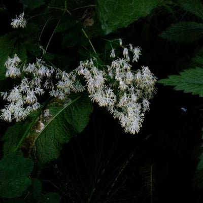 Thalictrum pubescens — flower