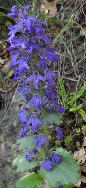 Blue bugle