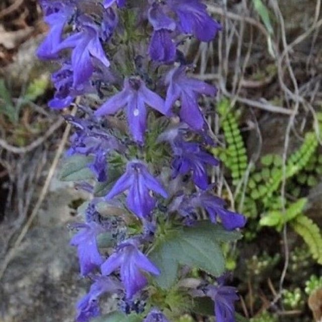 Ajuga genevensis — flower